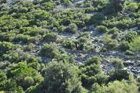 Tag 06 Monte Capanne IT-WAELB (18)