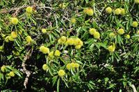 Tag 06 Monte Capanne IT-WAELB (55)