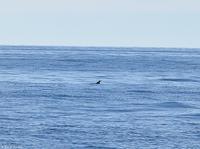 Tag 07 Pianosa IT-WAELB (4)