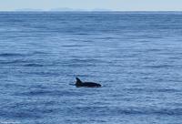 Tag 07 Pianosa IT-WAELB (6)