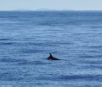 Tag 07 Pianosa IT-WAELB (7)