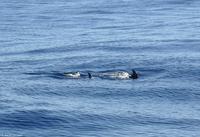 Tag 07 Pianosa IT-WAELB (9)