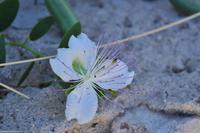 Tag 07 Pianosa IT-WAELB (13)