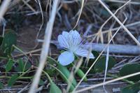 Tag 07 Pianosa IT-WAELB (14)