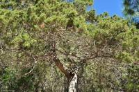 Tag 07 Pianosa IT-WAELB (36)