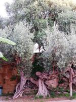Case die Latomie- 1000jähriger Olivenbaum