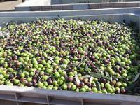 Agriturismo Baglio Fontasalsa in Bisciano- Olivenernte