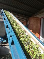 Agriturismo Baglio Fontasalsa in Bisciano- Olivenernte