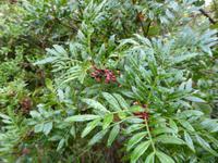 Tag 2. Flora unterwegs