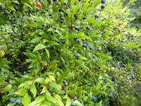 Tag 2. Flora unterwegs