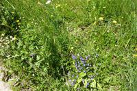 Südtirol - Sommerwiese