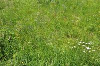 Südtirol - Sommerwiese