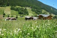 Südtirol - Sommerwiese