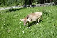 Südtirol - Ultner Höfeweg