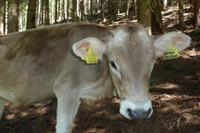 Südtirol - Ultner Höfeweg