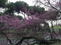 blühender Judasbaum