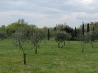 Olivenbäume auf Torcello