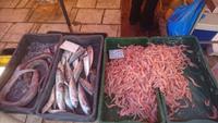 Auf dem Fischmarkt. Split
