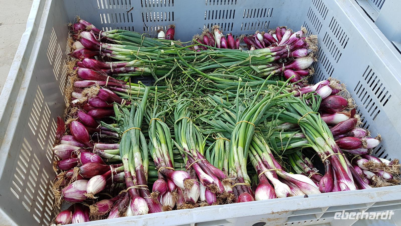 Rote Zwiebeln- Cipolla Rossa 20190420 095947