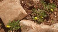zwischen den Steinen überall kleine Blumen, Wanderung auf den Kornaten
