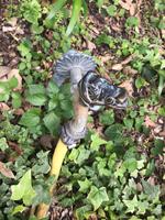 BOTANISCHER GARTEN LA MORTELLA