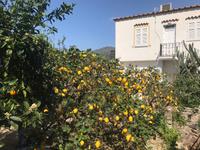 IMMER WIEDER ZITRONEN