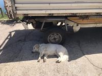 ihm ist es auch zu warm