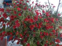 DSCN2668   Pfeifenputzer