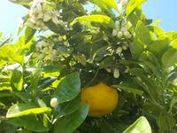 DSCN2725  Pampelmuse