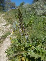 DSCN2737 Akantus Staude