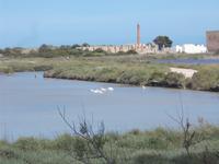 DSCN2780  Löffler im Salzsee