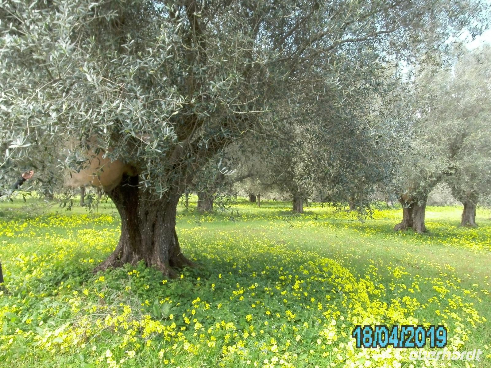 Wanderung zur Kornmühle