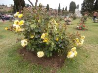 Roseto Di Roma Rosengarten