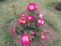 Roseto Di Roma Rosengarten