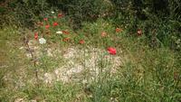 Herrliche Mohnblumen, Gargano Nationalpark