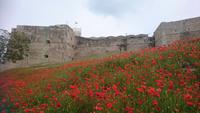 Mohnblumen vor dem Castello Svevo Aragonese