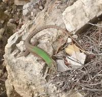 Eidechse wärmt sich