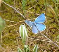 Schmetterlinge beim Kloster Pulsano