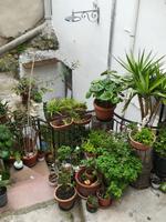 Pflanzen über Pflanzen, Balkönchen in Peschici