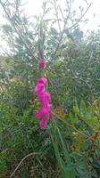 Wilde Gladiole