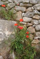 Mohnblumen im Vale d' Itra