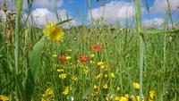 Üppig blühende Wiesen 