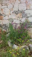 Und selbst an den Trockenmauern rankten sich Blumen