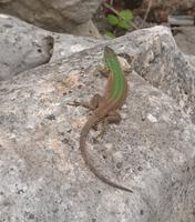 Eidechse wärmt sich