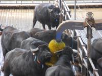 023_14.05.2019 Büffelfarm