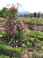 Boboli Gärten:Rosengarten