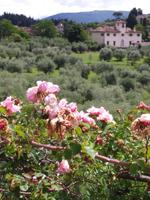 Blick vom Boboli Garten 