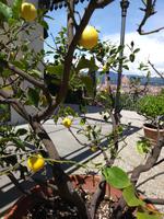 Bardini Garten:Blick auf Florenz