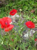 Farbenpracht am Wegesrand