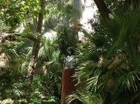 Garten am Geburtshaus von Napoleon Bonaparte